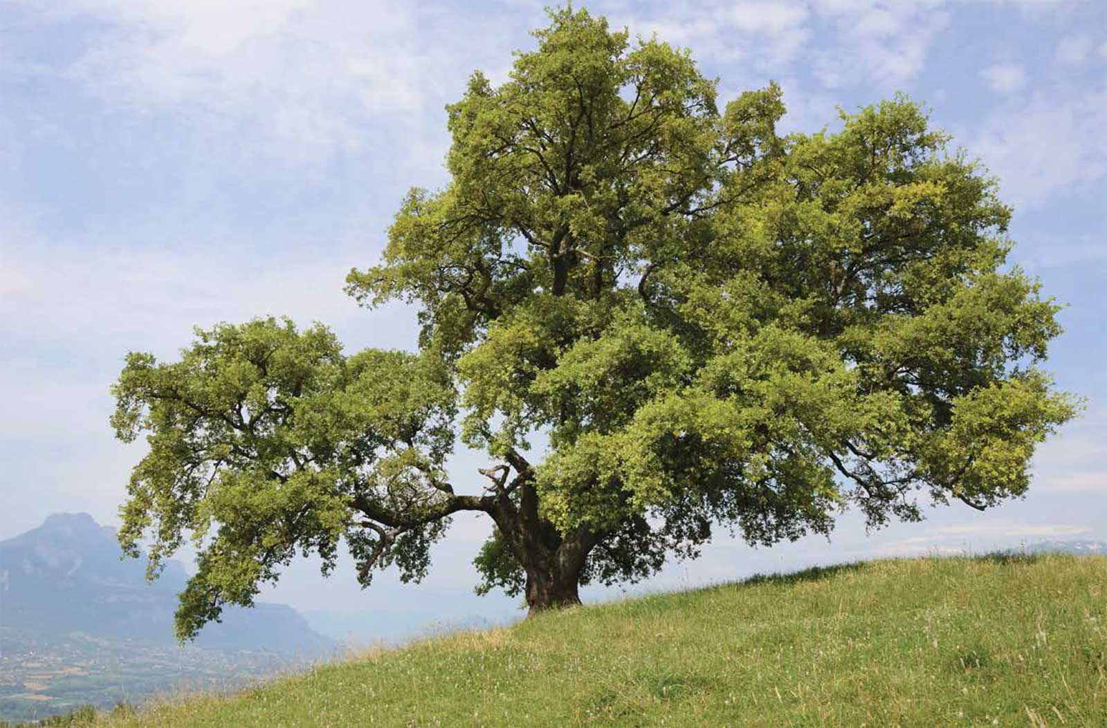 © Les plus vieux arbres de France