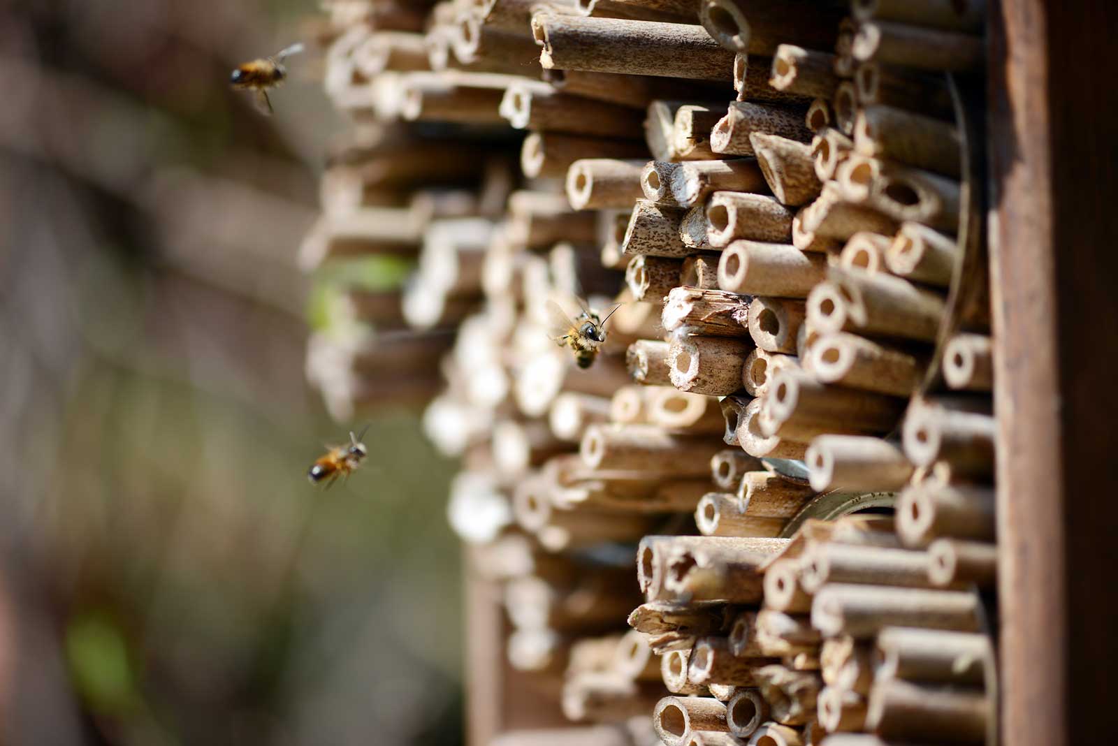 CAILLARD_Visuel-hôtel-à-insectes_abeilles_©-Caillard